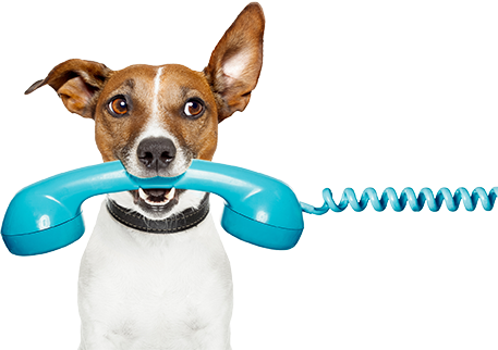 blue-phone Dog with a phone