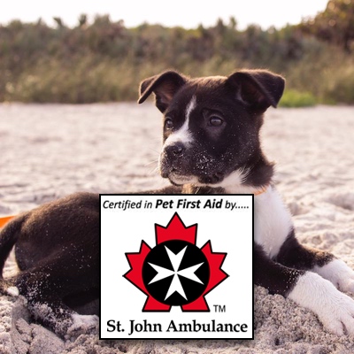 pet first aid