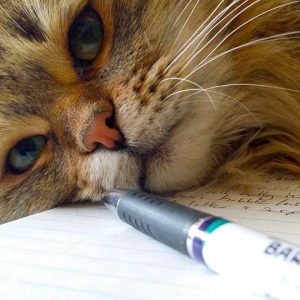 Pet care services testimonials